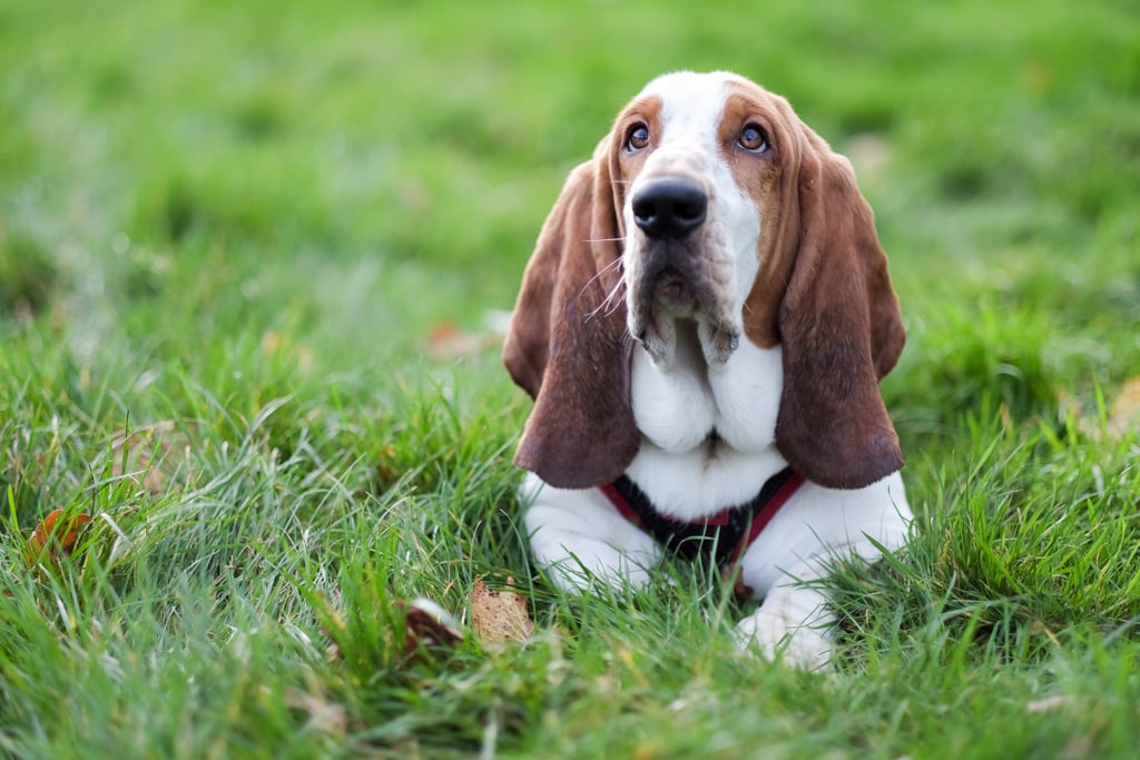 Cute Pictures of Basset Hounds