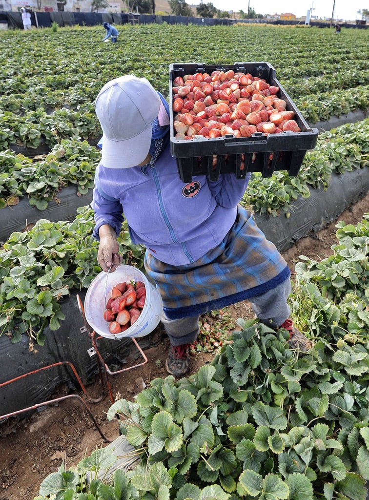 Thanksgiving: Farmworkers Are the Holiday's Unsung Heroes