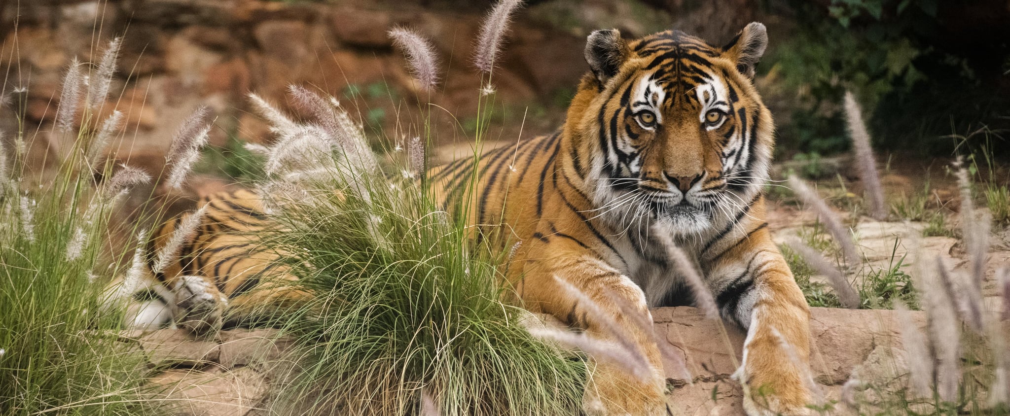 The Best Ways To Help Exotic Animals Popsugar Pets