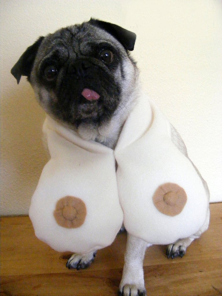 pet boobs