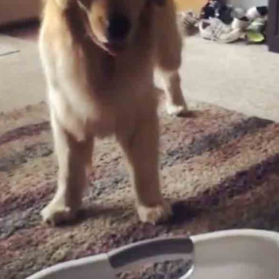 Video of Golden Retriever Who's Scared of Laundry