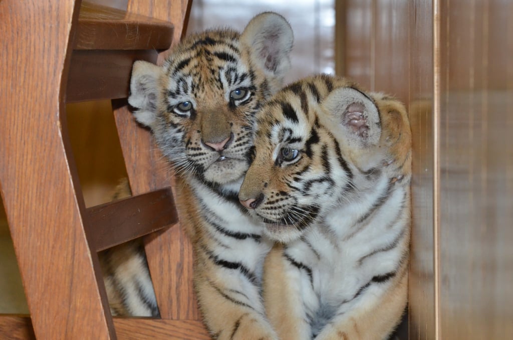 The Exotic Feline Rescue Center, IN