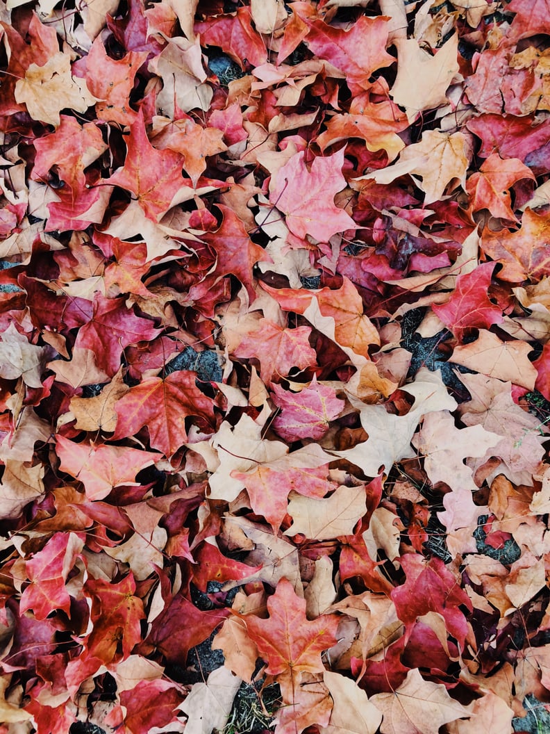 autumn leaves iphone wallpaper