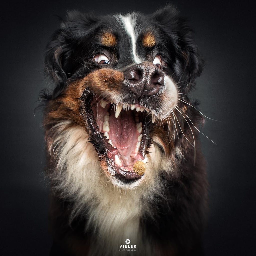 Dogs Catching Treats Photo Series