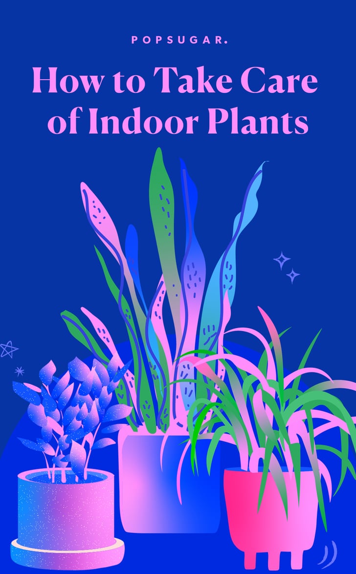 How to Take Care of Indoor Plants POPSUGAR Home