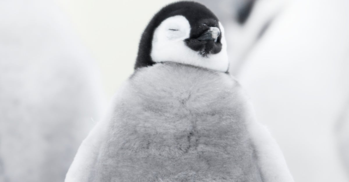 March of the Penguins 2 Photos and Details | PS News
