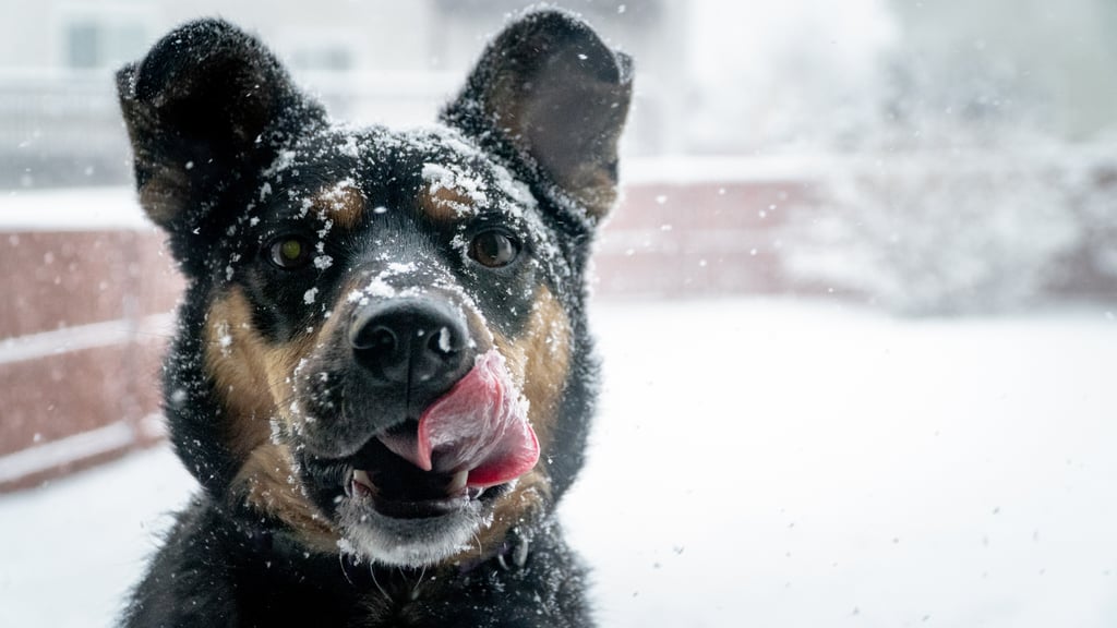 Cute Photos of Dogs in the Winter | POPSUGAR Pets Photo 6