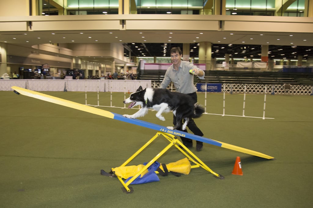 Jerry O'Connell at AKC National Championship Dog Show POPSUGAR Pets
