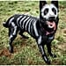 DIY Halloween Costumes For Dogs