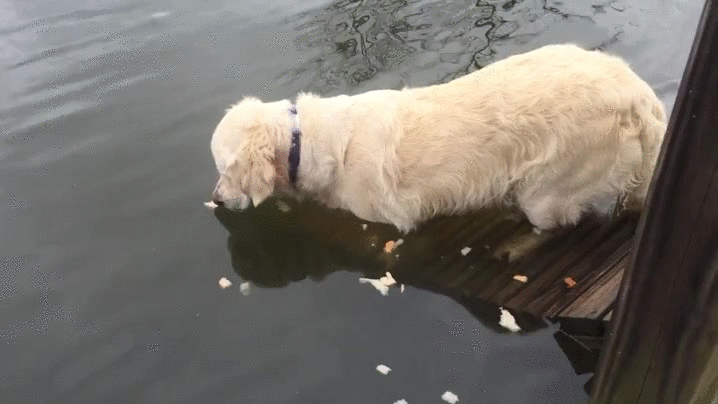 Cute Dog GIFs