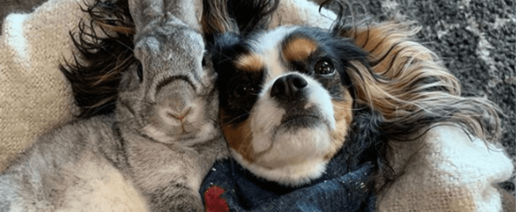 Photos and Videos of Dog and Bunny