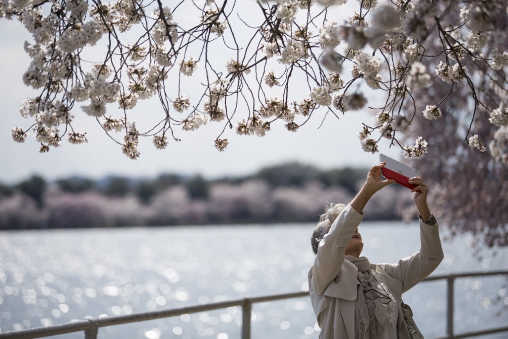 Washington DC Cherry Blossoms