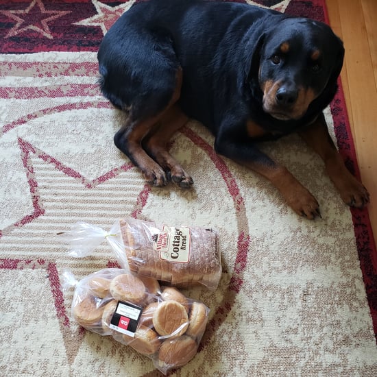 Dog Guards Family's Bread When They Leave the House