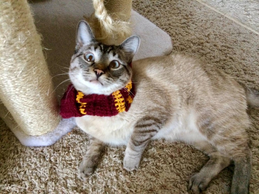 Gryffindor Cat Scarf