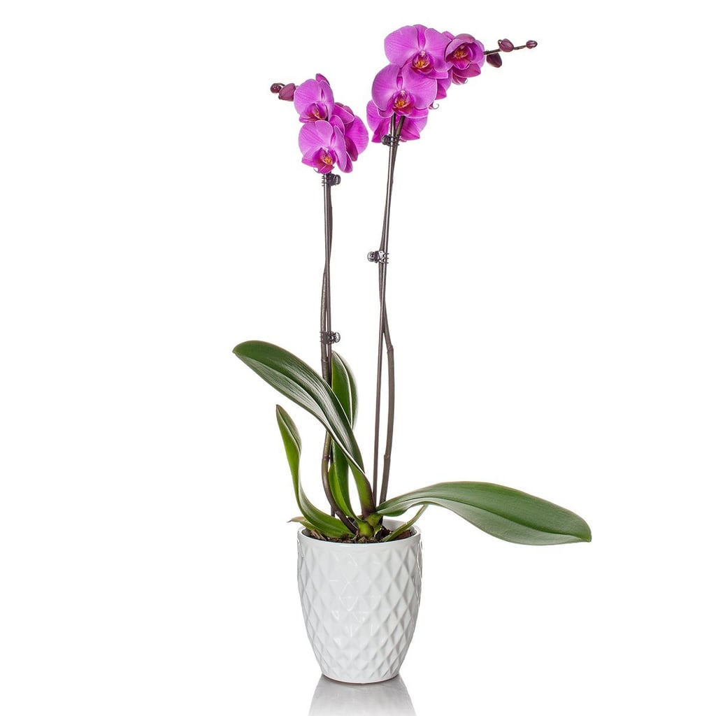 Phalaenopsis Orchid ($30)