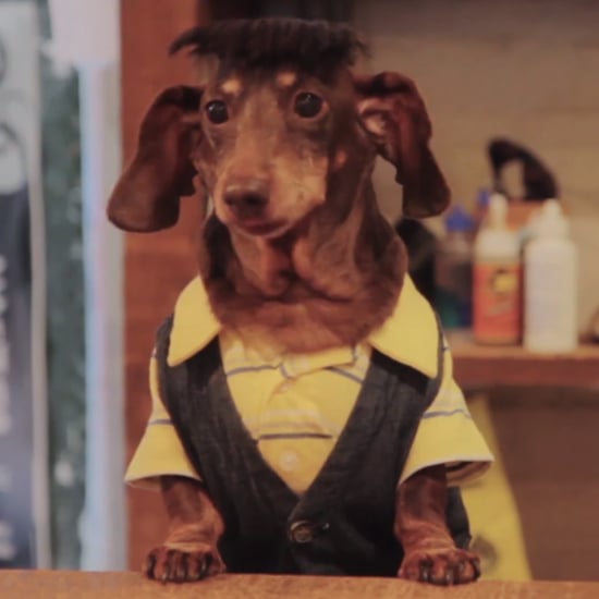 Dawson's Creek Parody With Dachshunds