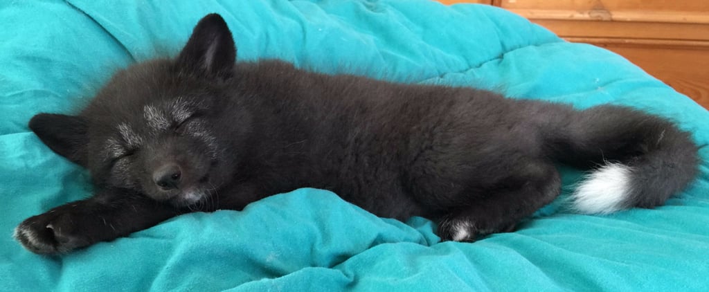 Rescued Baby Fox Pictures