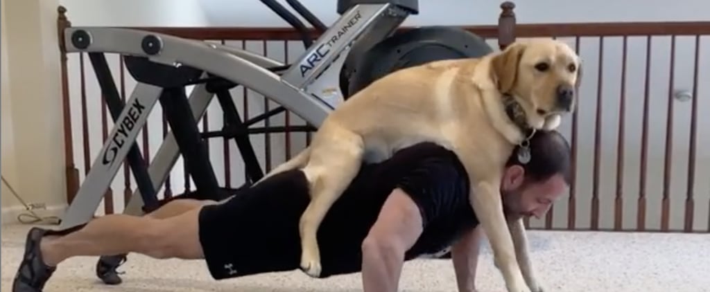 Magnus the Therapy Dog Works Out With His Owner