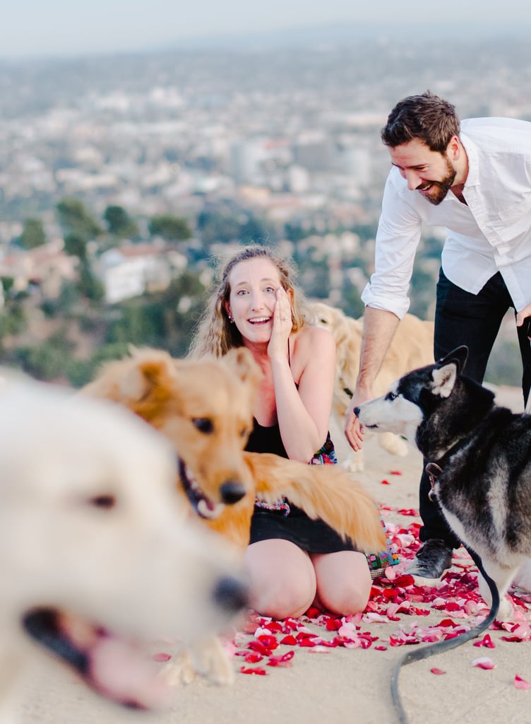 Man Proposes to His Girlfriend With 16 Dogs