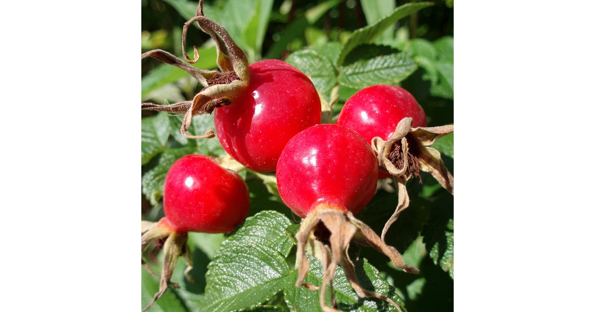 Rose Hips Where to Buy Edible Garden Plants Online POPSUGAR Home