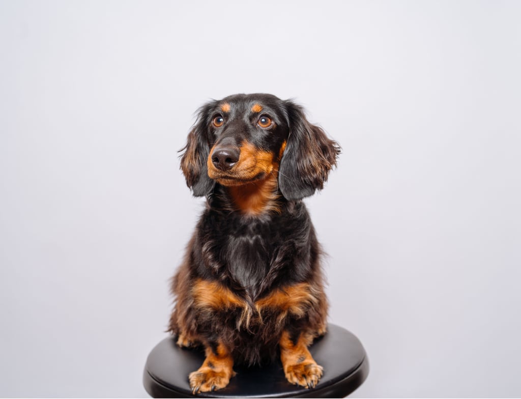 Cutest Dachshund Photos