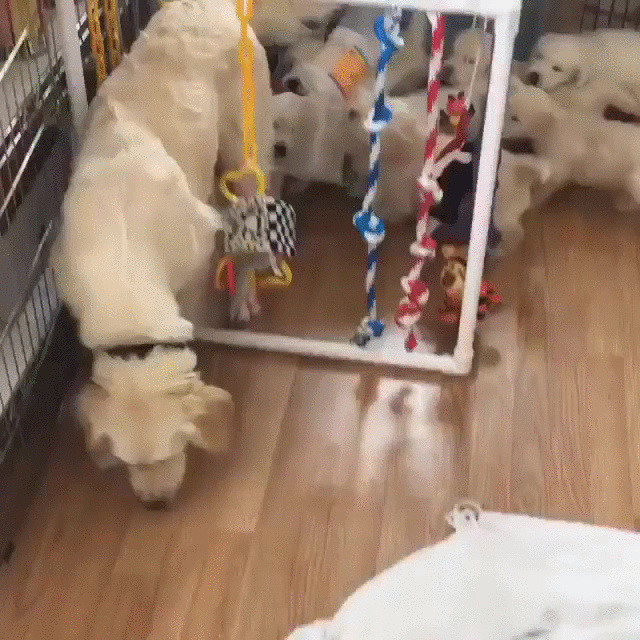 Golden Retriever GIFs