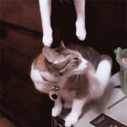"Scratch, scratch. Boop."
Source: Reddit user whiskey06 via Imgur