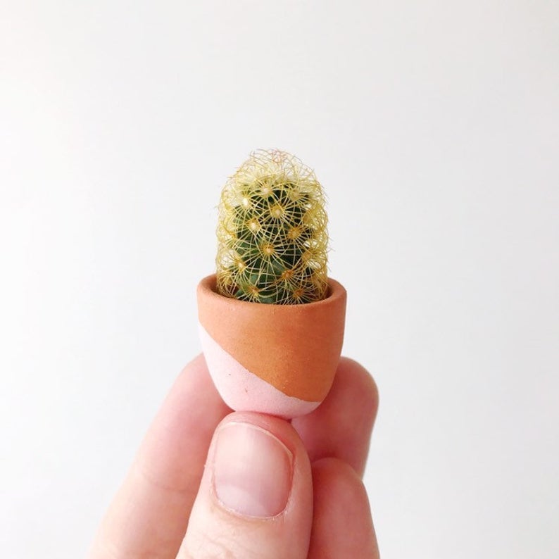 Fernando Mini Cactus and Mini Terracotta Planter