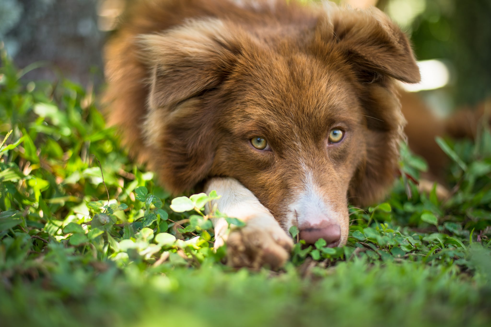 are australian shepherds brown