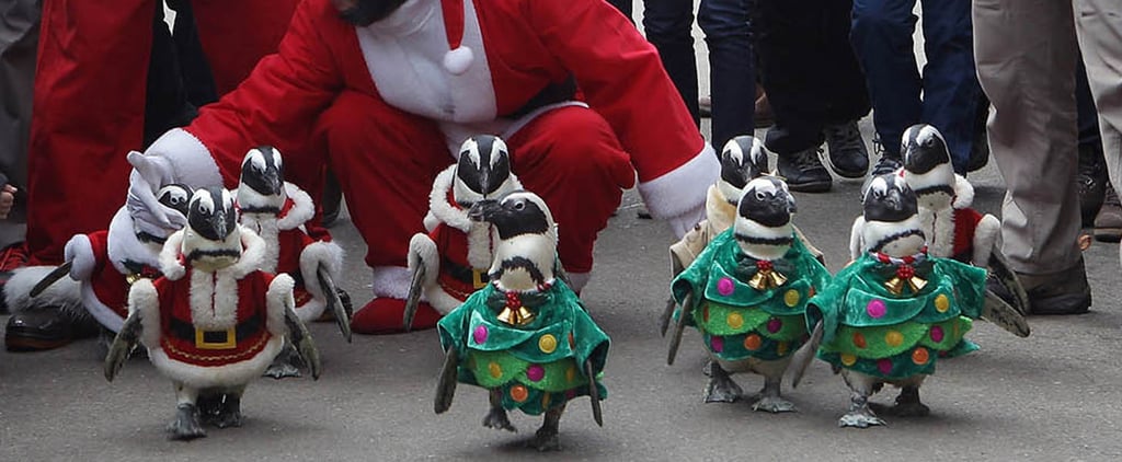 Animals Dressed as Santa Claus | Video