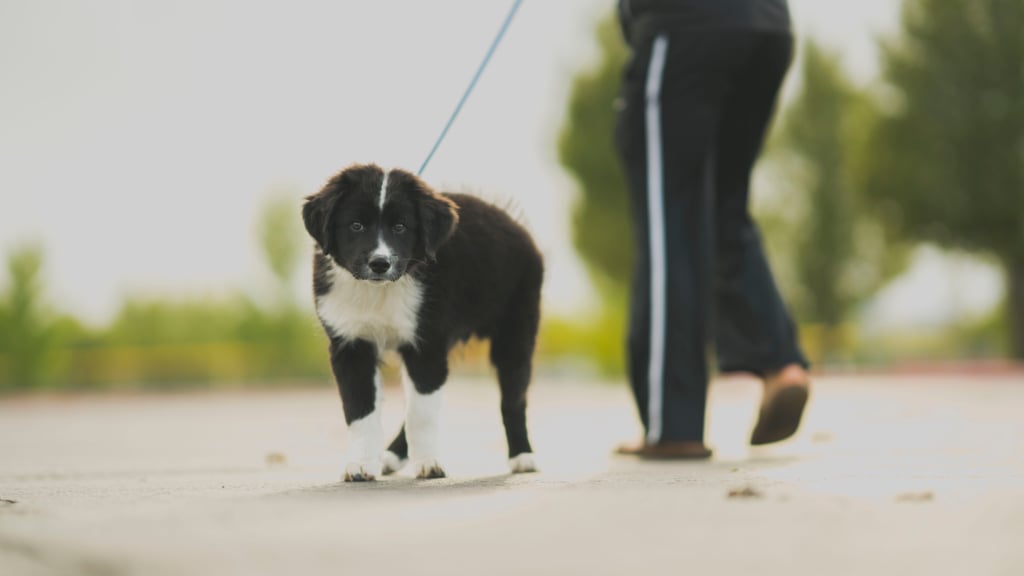 Cute Pictures of Border Collies