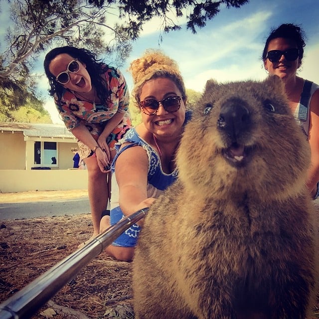 Quokka Selfies