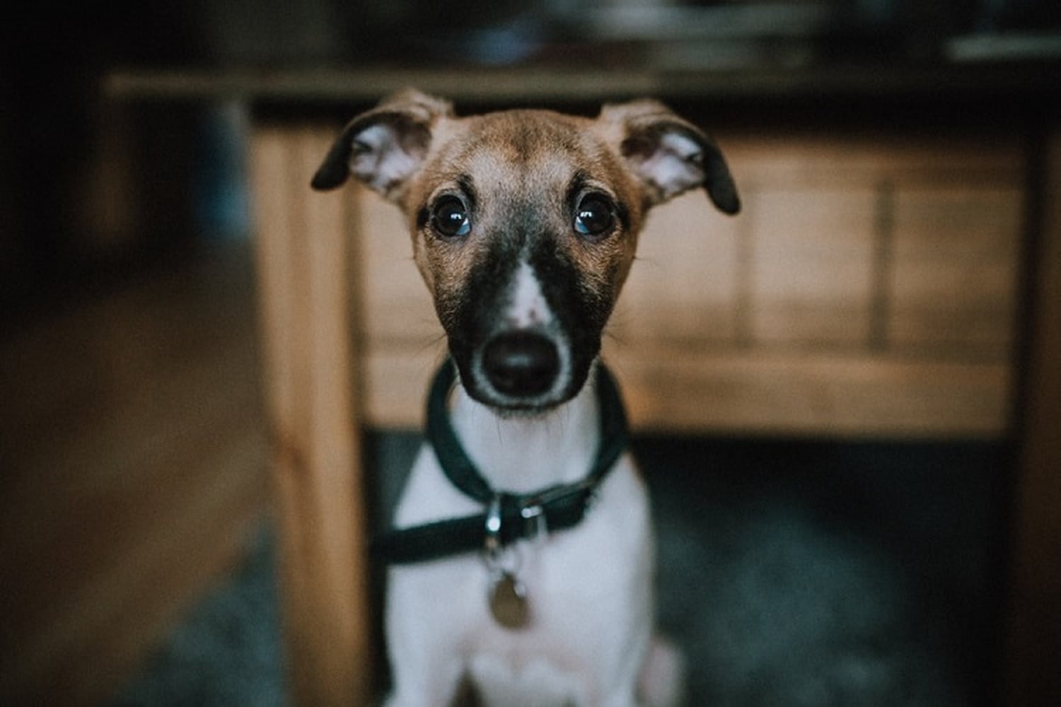 Picture of Best Dog Breeds For Small Apartments | PS Pets
