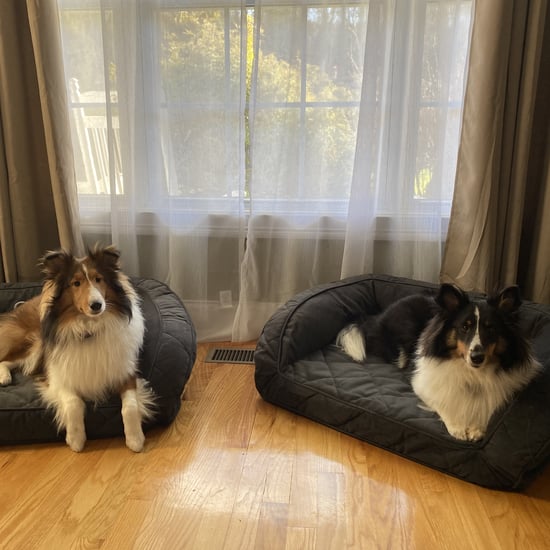 This Orvis Dog Bed Is the Only One My Puppies Like | Review