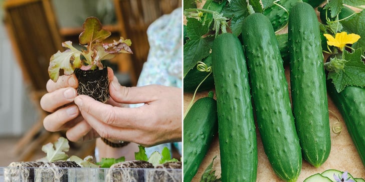 Where to Order Vegetable Plants Online For Delivery
