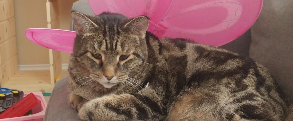 Dad Finds Cat in Fairy Wings