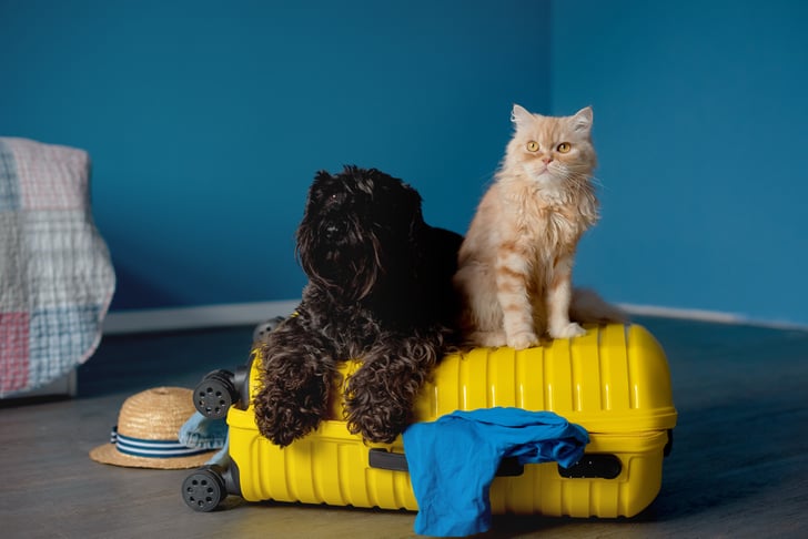 Best Pet Products to Shop on Amazon