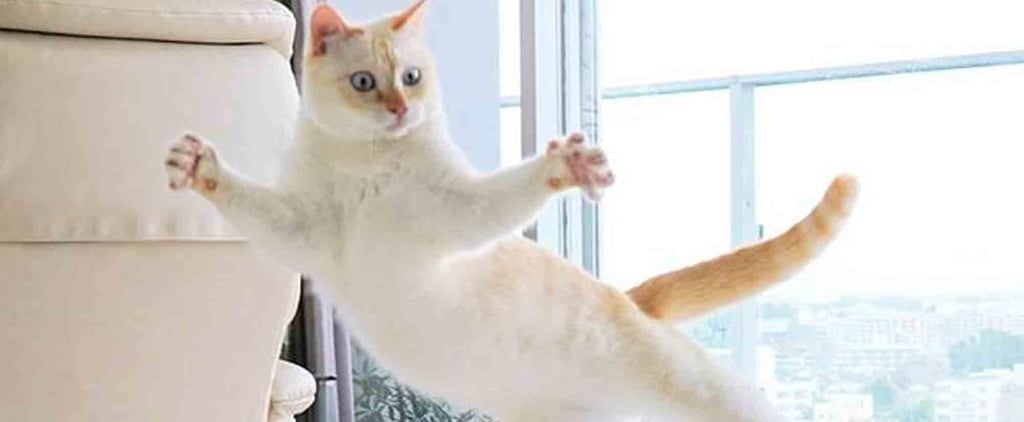 Photos of Cats Jumping