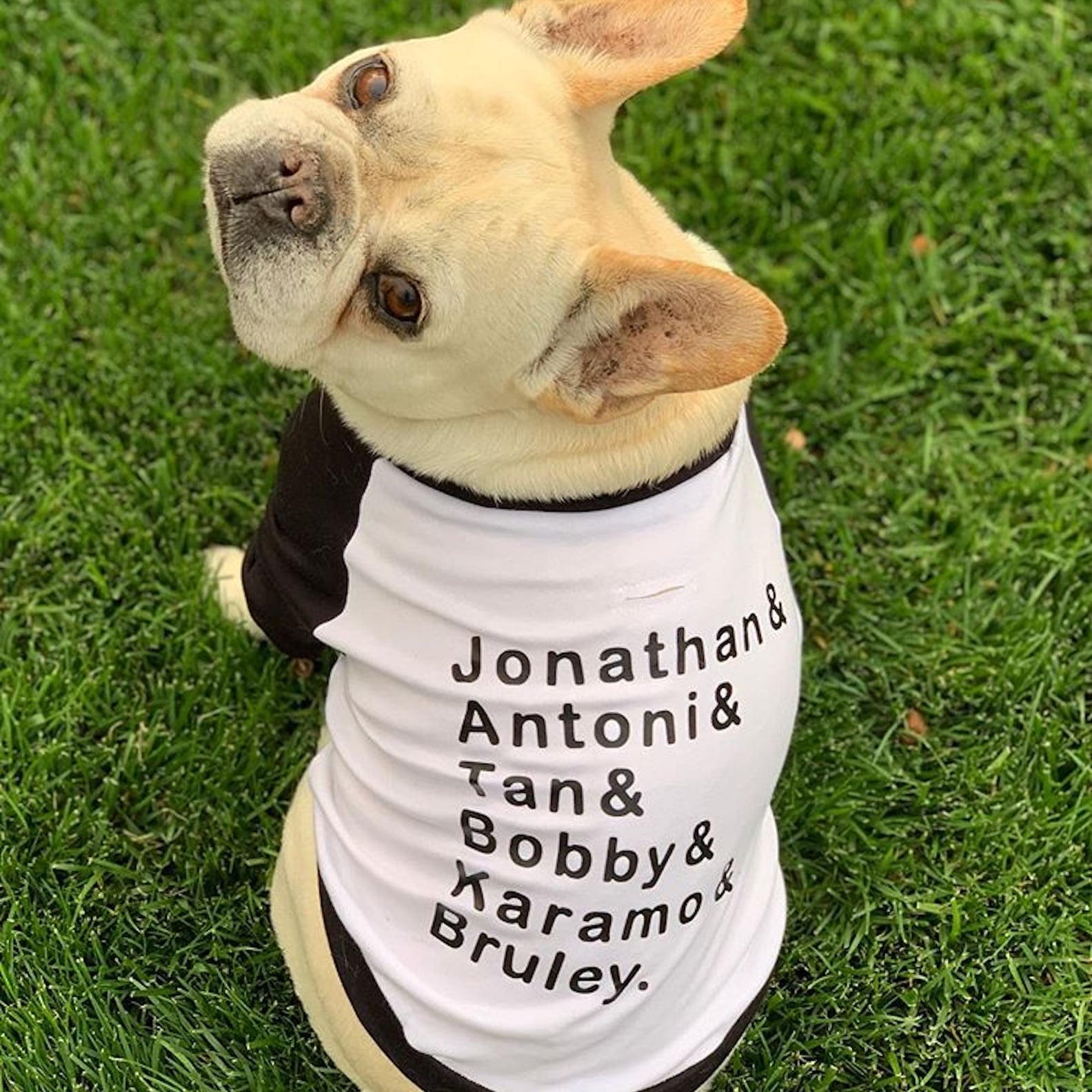 Pictures of Bruley the Queer Eye Dog POPSUGAR Entertainment