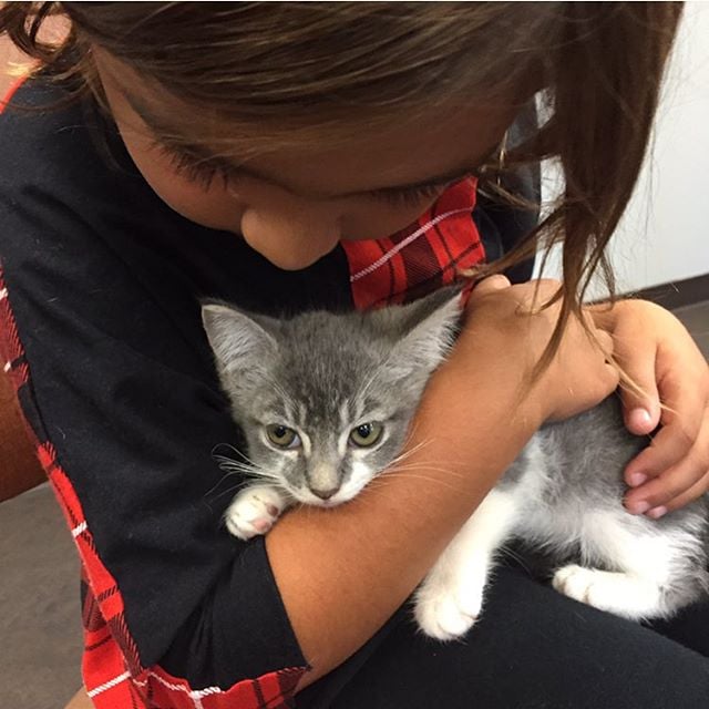 Mason looked absolutely adorable with this kitten up for adoption!