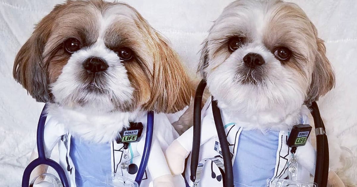 Dog dressed as a doctor discount