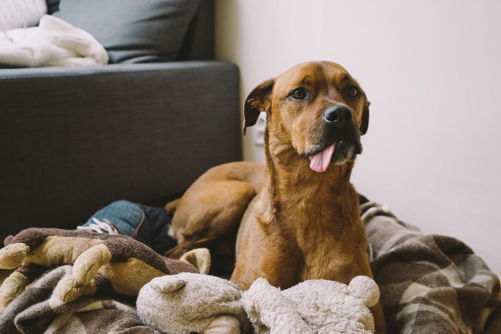 Pictures of Dogs Making Funny Faces