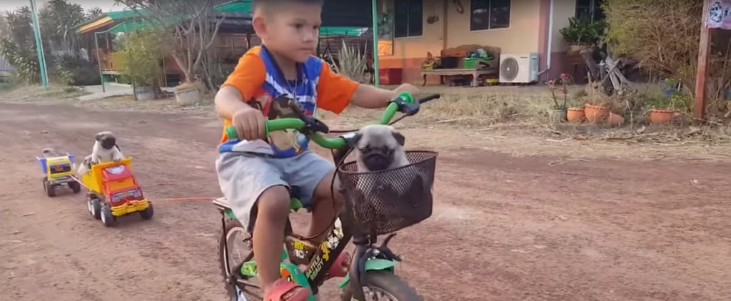Boy Drives Puppies Around on His Bike
