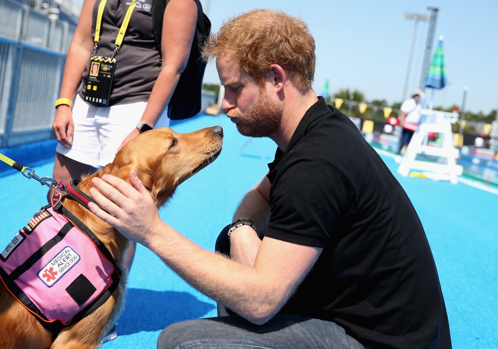 Prince Harry With Animals Pictures