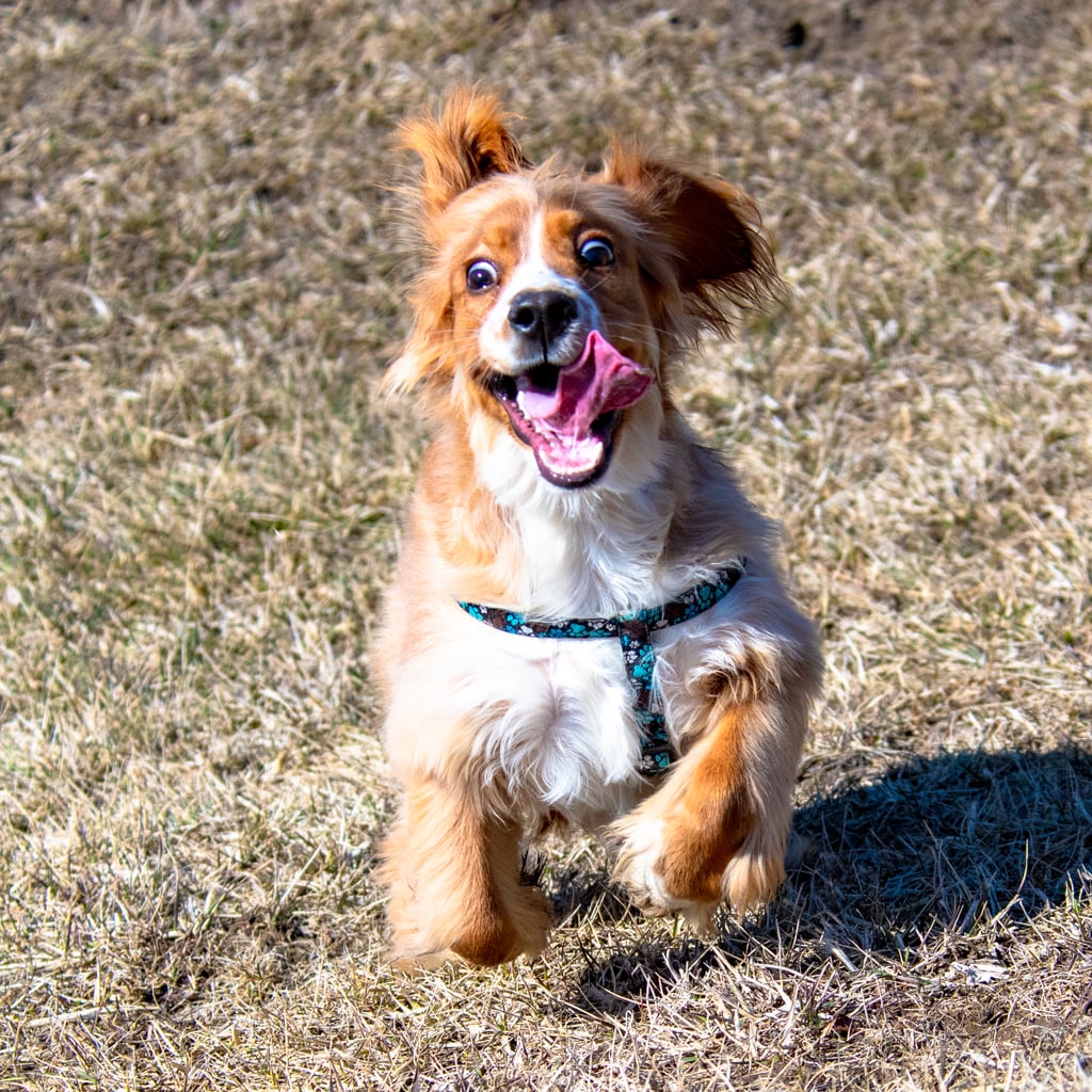 Pictures of Dogs Making Funny Faces