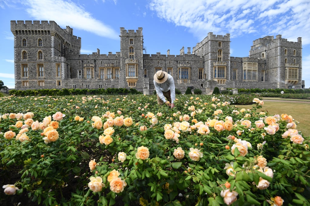 Windsor Castle East Terrace Garden Opens to the Public