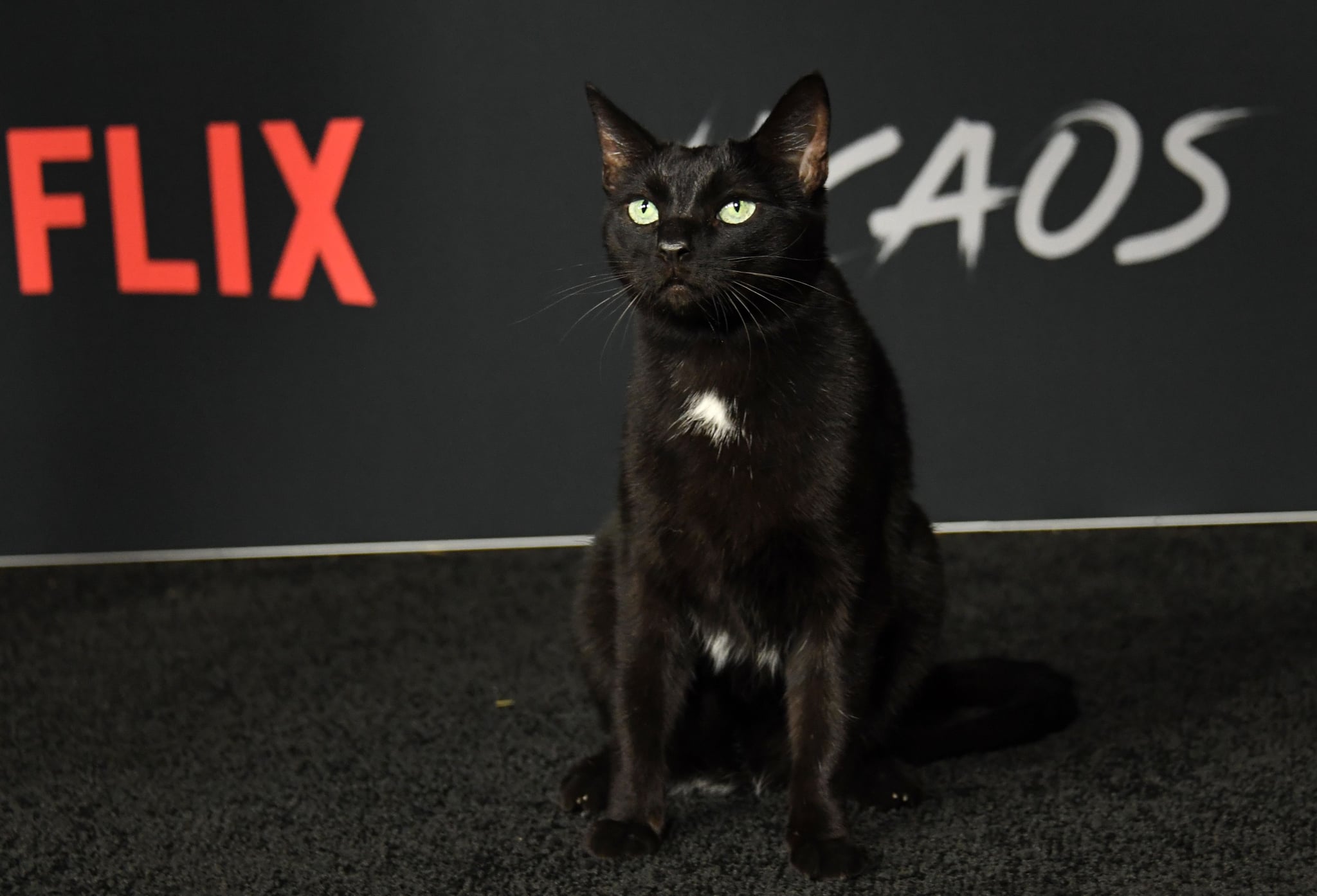Salem The Cat On Sabrina Netflix Red Carpet Photos 2018 Popsugar