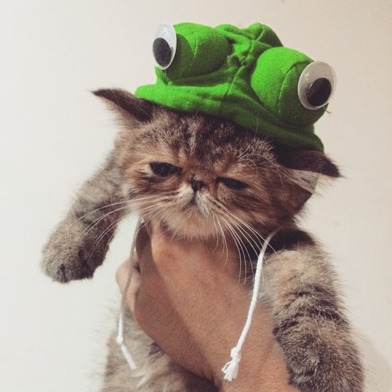 DIY Cat Costumes