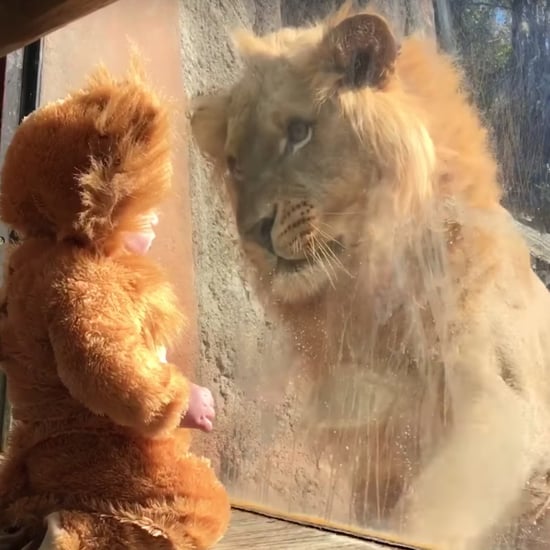 Baby Dressed as a Lion Meets Real Lion Video
