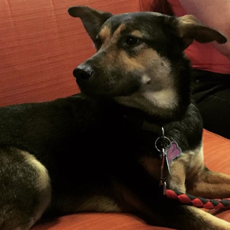 Nextdoor Lost Dog Success Stories